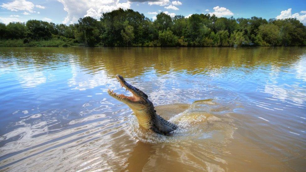 A crocodile jumping out of the water.