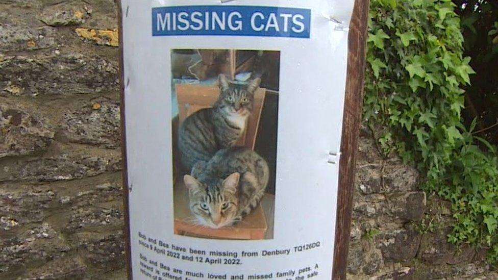 Missing cats poster