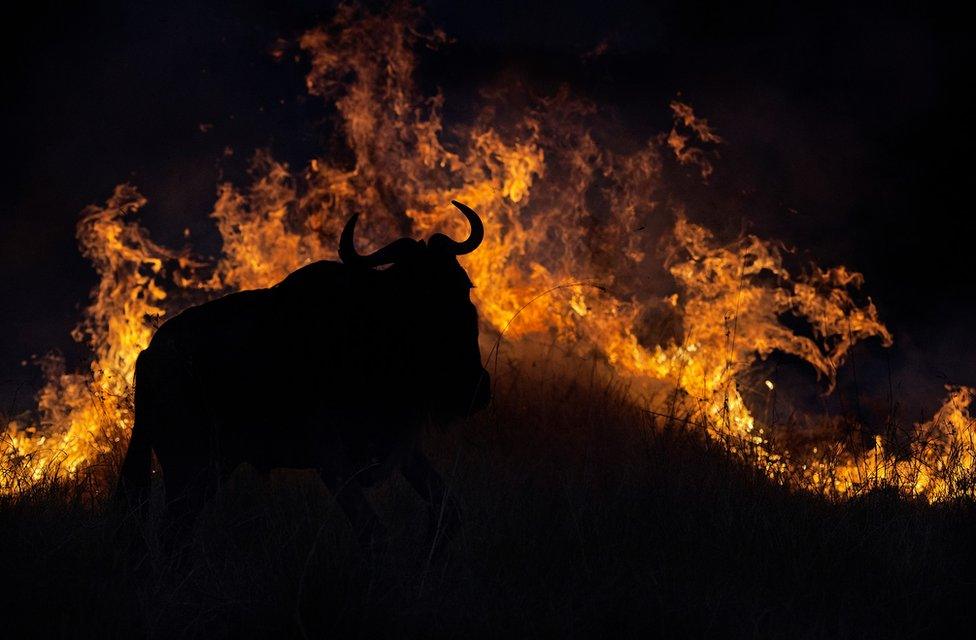 Silhouette photo of a wildebeest