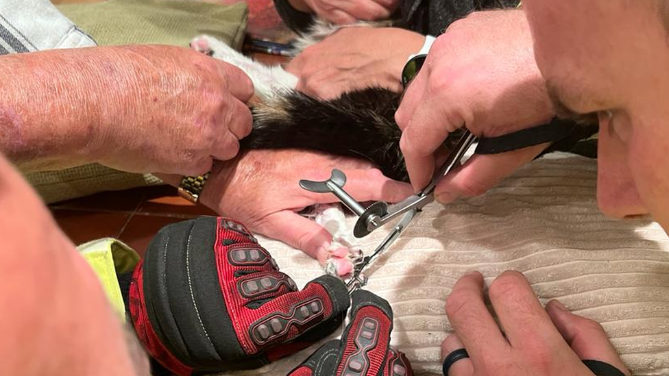 cat's pink paws being freed by a ring-cutter