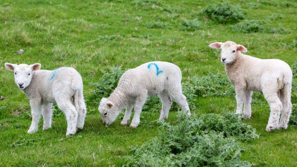 Lambs