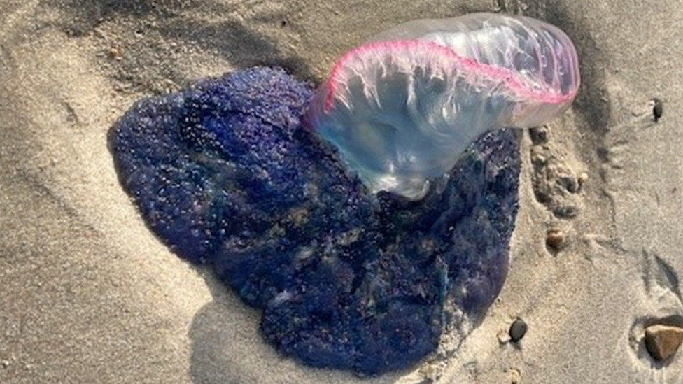 A Portuguese man o' war