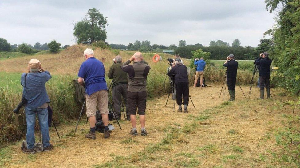 Birdwatchers