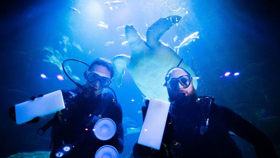 Aquarists in the tank with a turtle swimming above