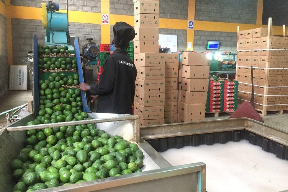 Workers sort avocados at Saipei Foods in Nairobi