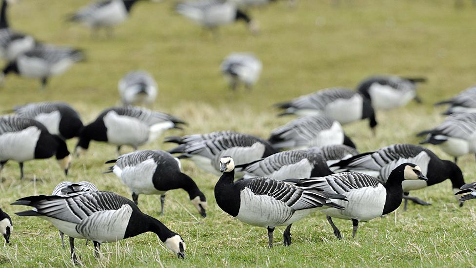 Barnacle Geese