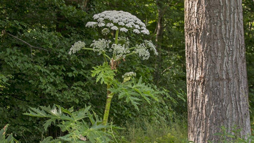 Giant hogweed