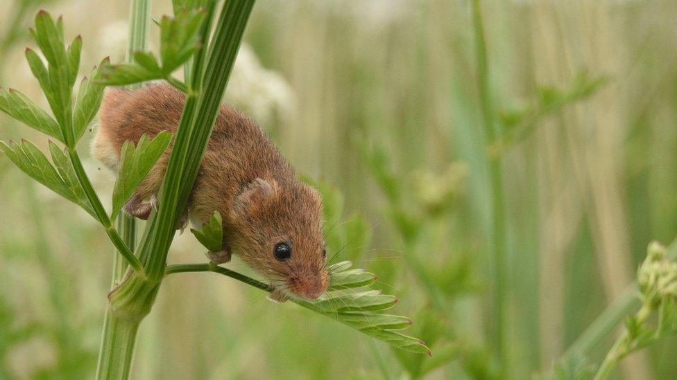 Harvest mouse