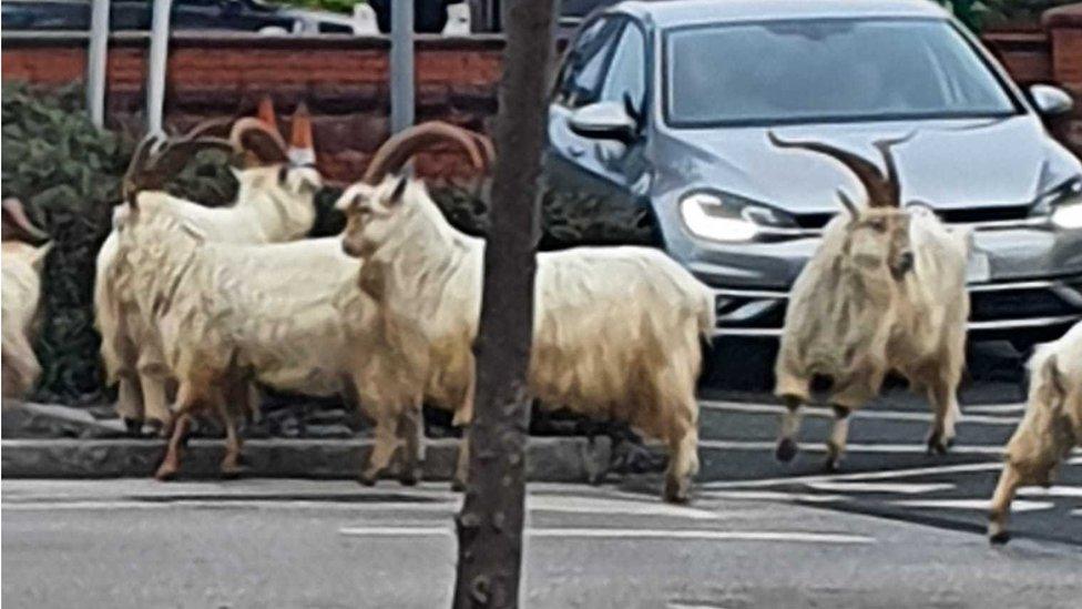 Great Orme goats