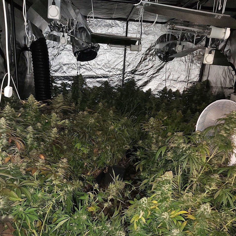 Cannabis plants in a garage