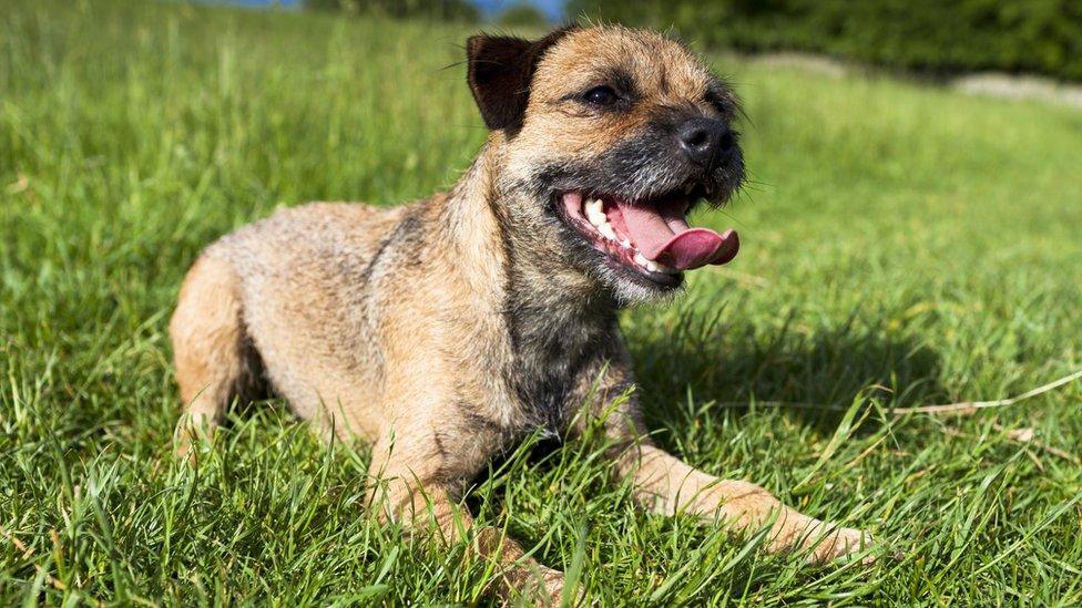 A border terrier - generic image