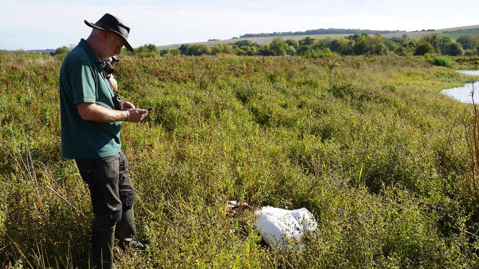 Dave turner looking at dead swan in the undergrowth.