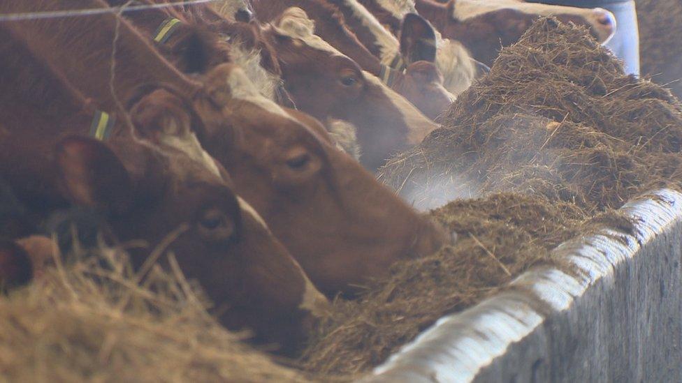 Ayrshire cows feeding