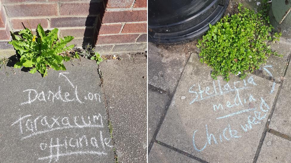 Dandelion and chickweed