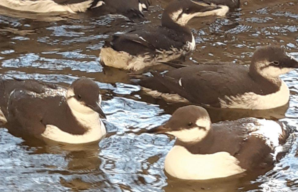 Guillemots swimming at the Fûgelhelling centre