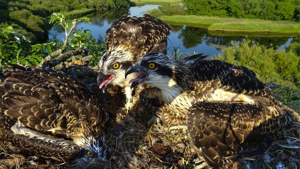 Ospreys