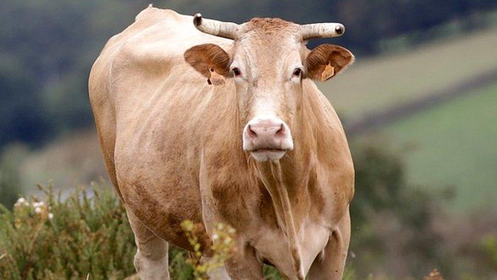 A cow in the Serra do Oribio in Triacastela, Lugo, Galicia, Spain.