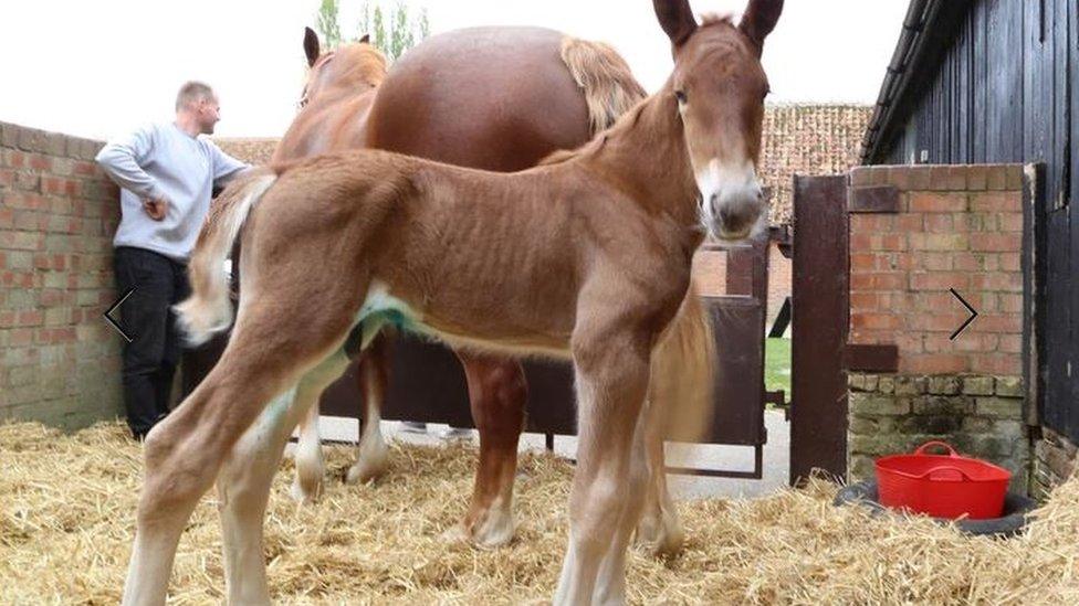 General Easton, a Suffolk punch foal