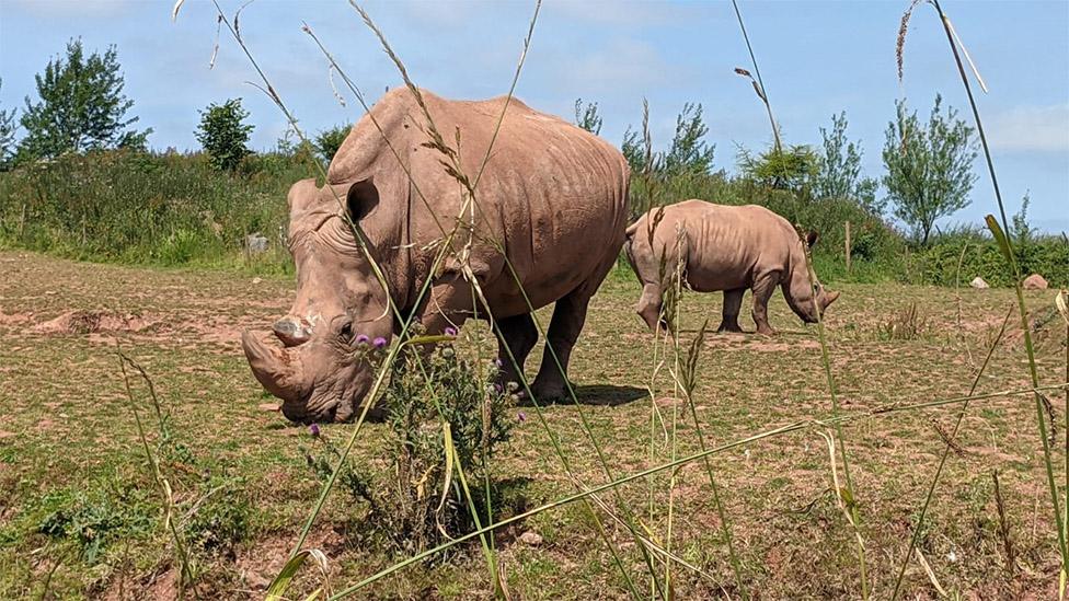 South Lakes Safari Zoo