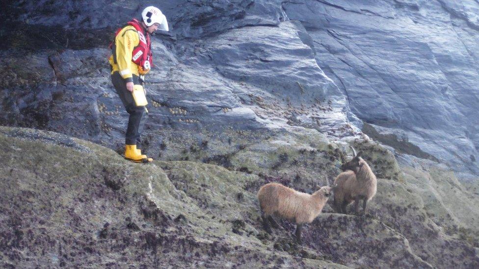 Loaghtan rescue