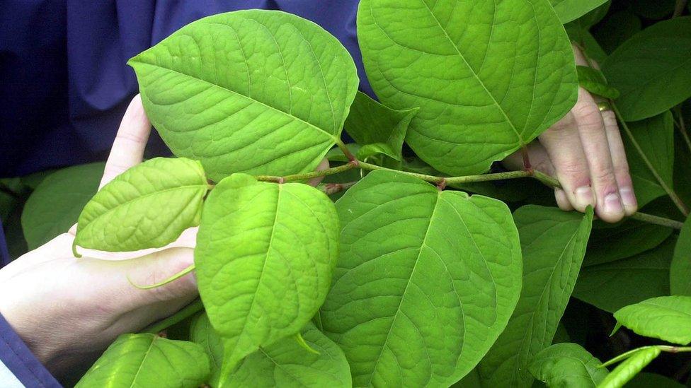 Japanese knotweed