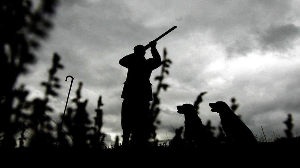 A man and his hunting dogs out shooting