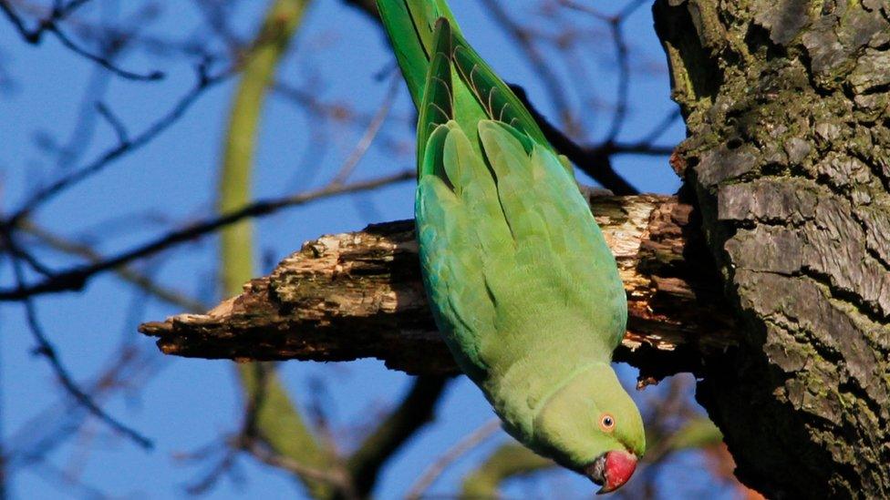 Rose-ringed parakeet