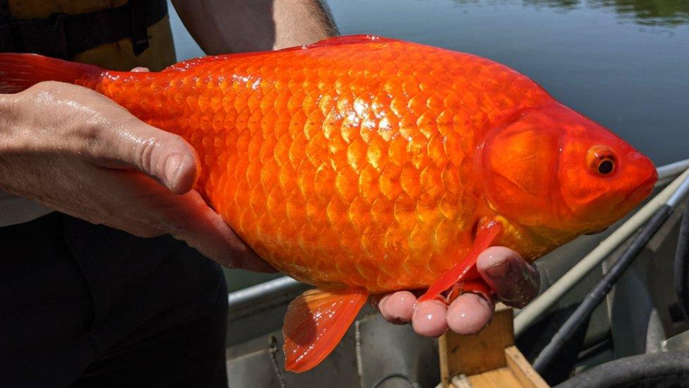 A giant goldfish found in a lake near Burnsville