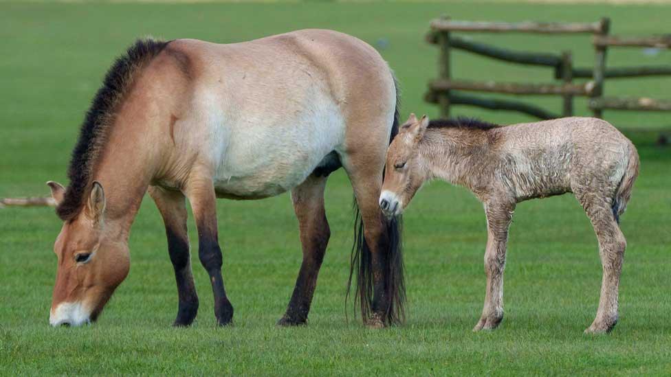 Female Przewalski's horse and foal