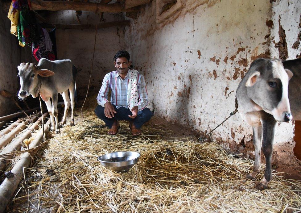 The village headman sits in a shed with two cows.