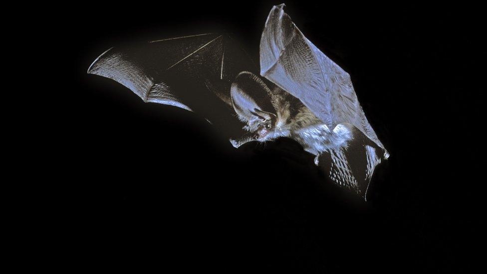 Grey long-eared bat in flight