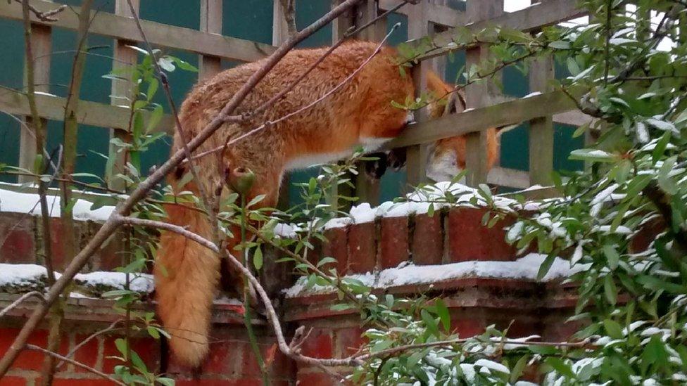 Fox stuck in fence