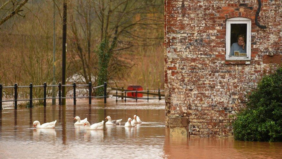 A woman looks out of her window as ducks swim past in floodwater after the River Severn bursts its banks in Bewdley, west of Birmingham.