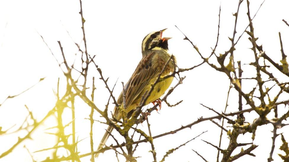 Cirl bunting singing