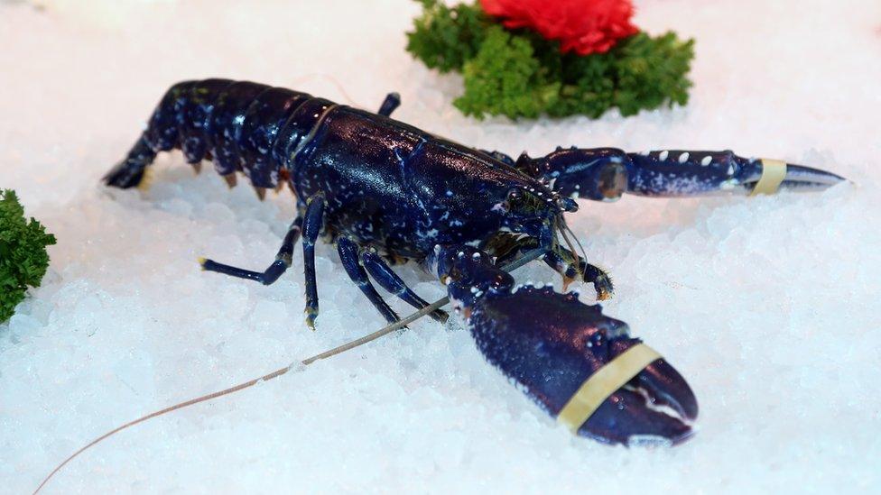 Chelsea the blue lobster