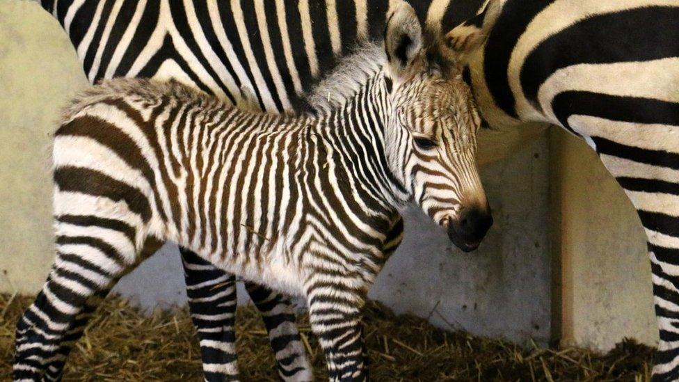 Hartmann's mountain zebra