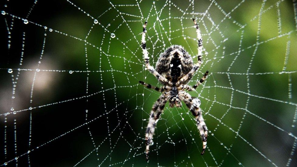 A spider in a web