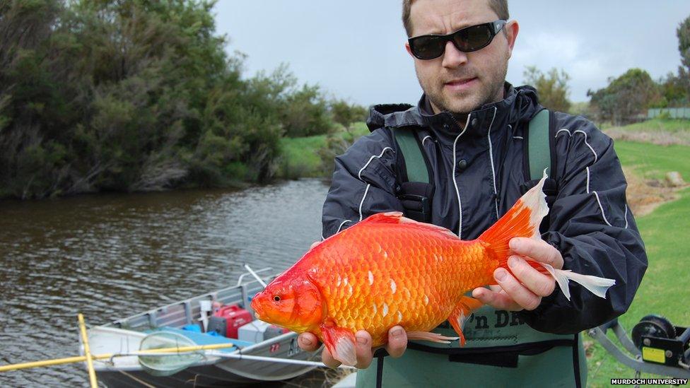 Stephen Beatty holding a big goldfish