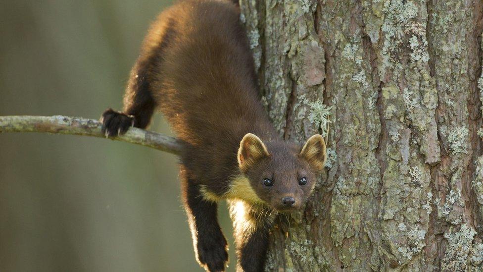 pine-marten