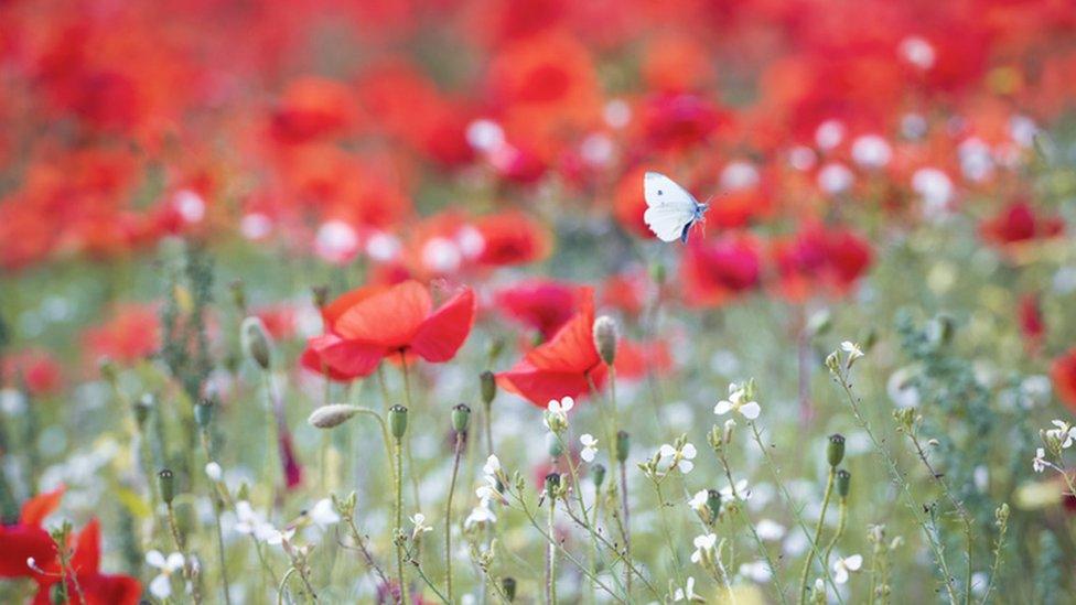 Butterfly in poppy field