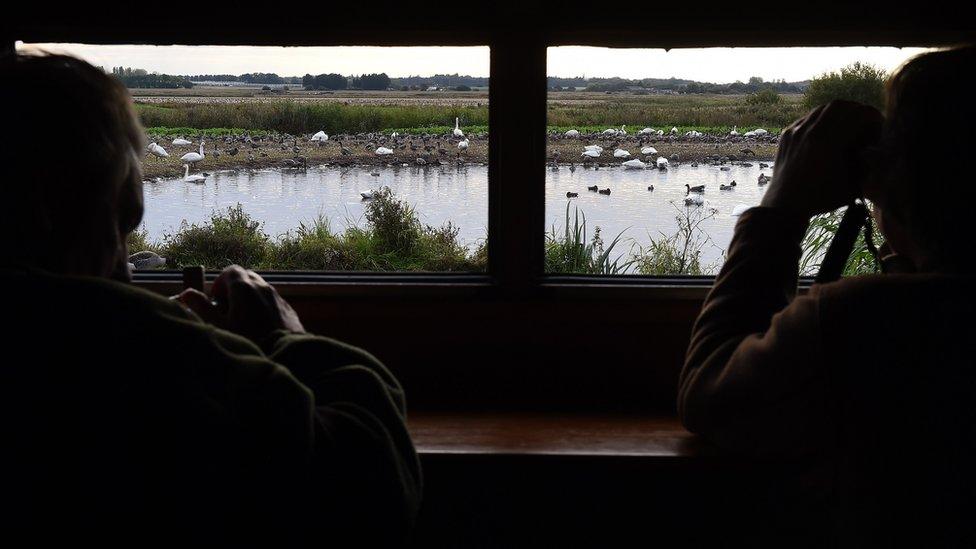 birdwatchers at martin mere