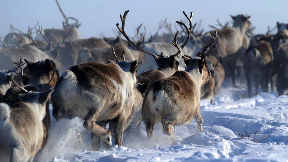 Reindeer herd travel in deep snow