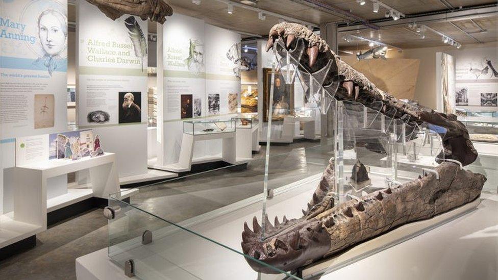 Fossils on display at Dorset Museum