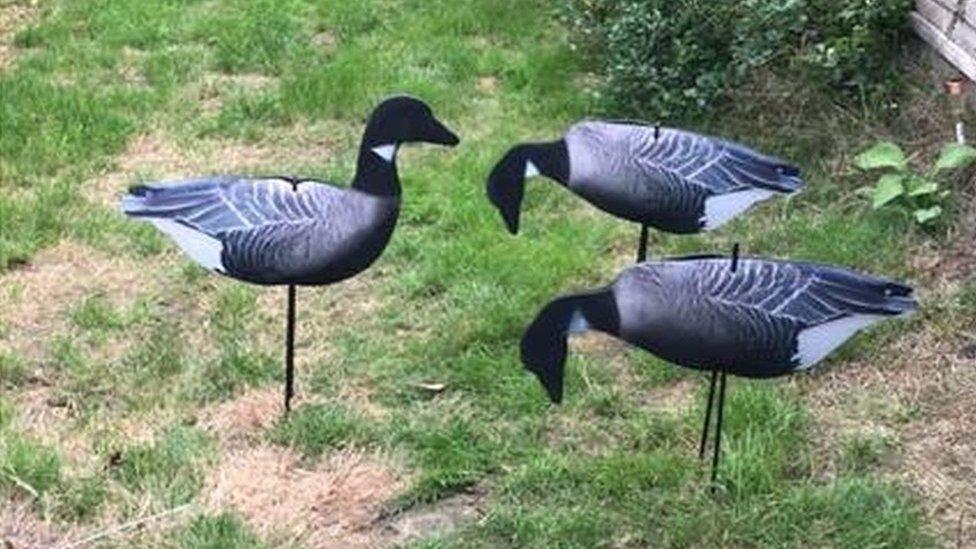 Decoy geese