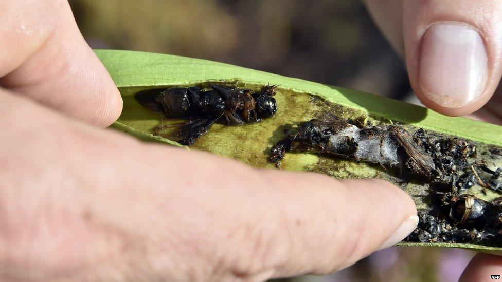 Dead Asian hornets in a Sarracenia stem