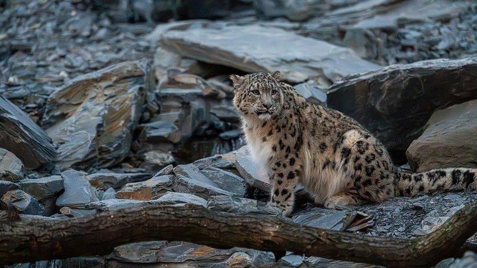 snow leopard