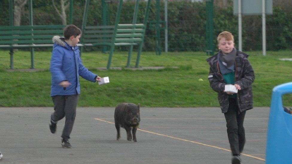 A pig in the playground