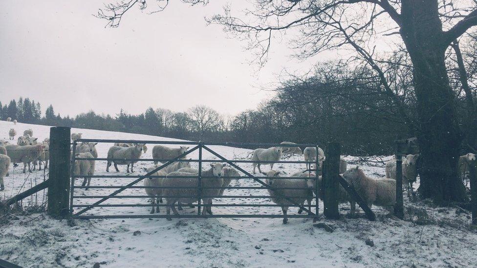 Sheep at Storey Arms, Powys