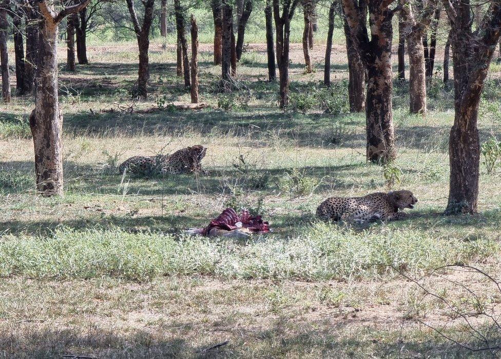 Cheetahs in Kuno