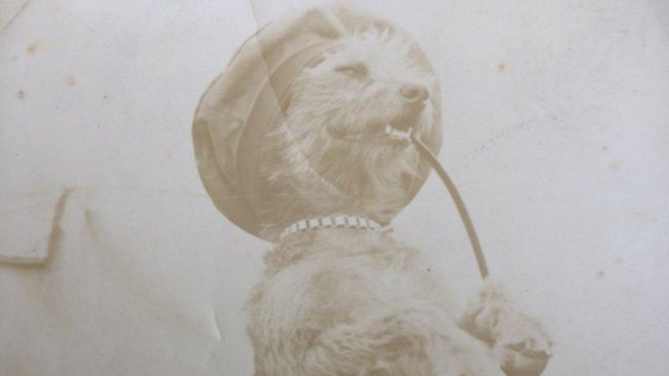 Boer War dog